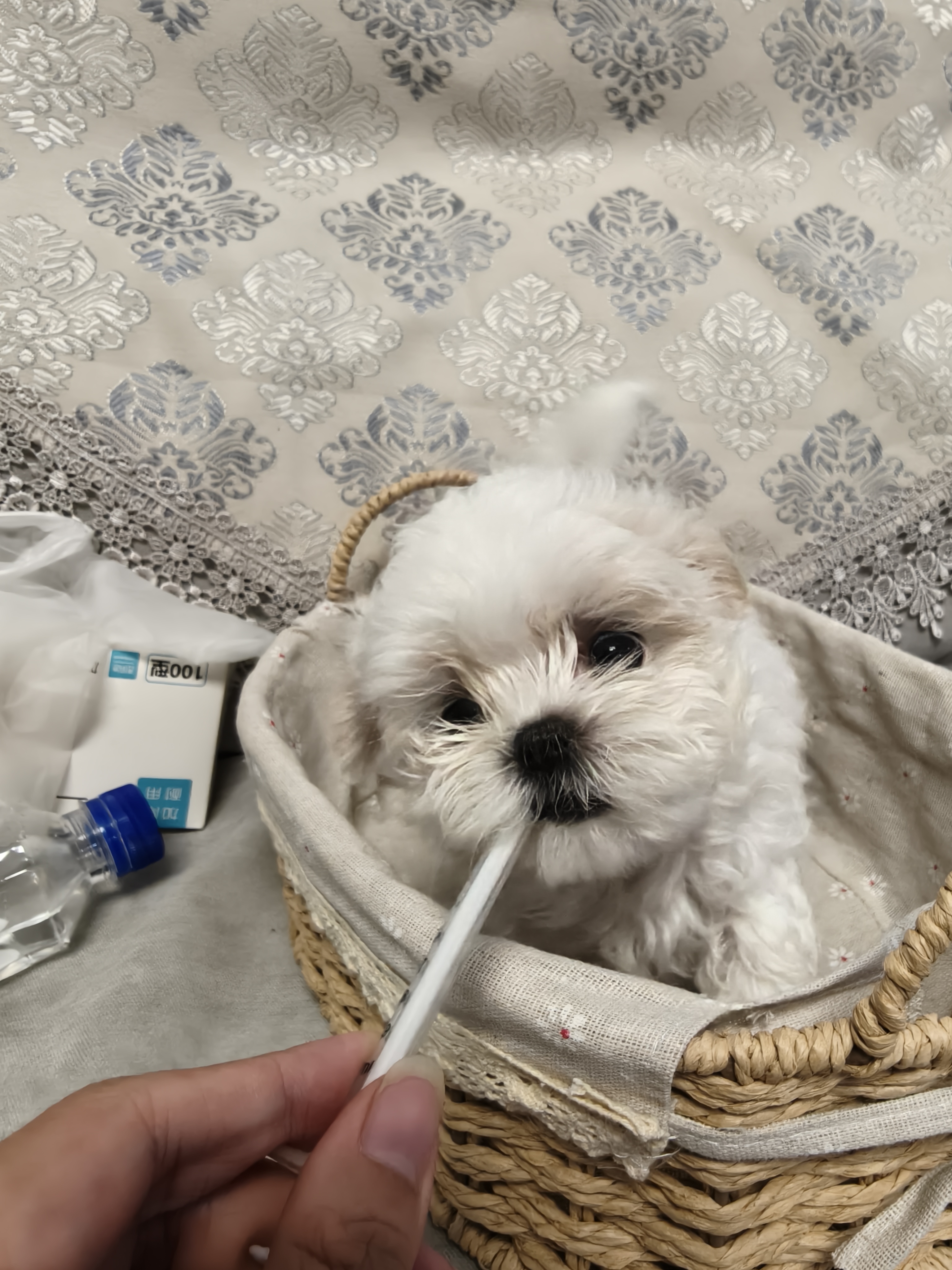 马尔济斯DD找妈妈